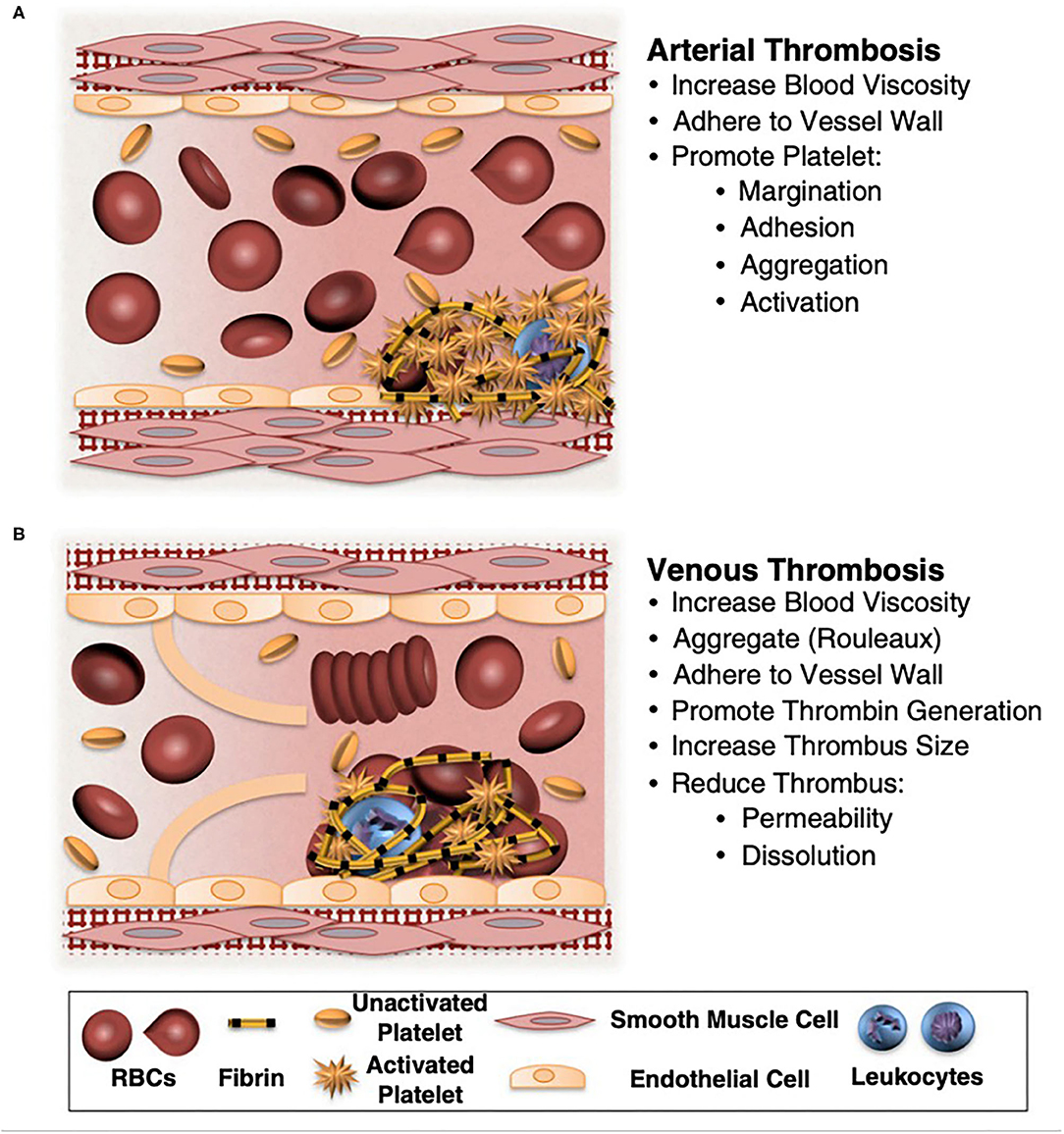 Frontiers  Red Blood Cell Contribution to Hemostasis