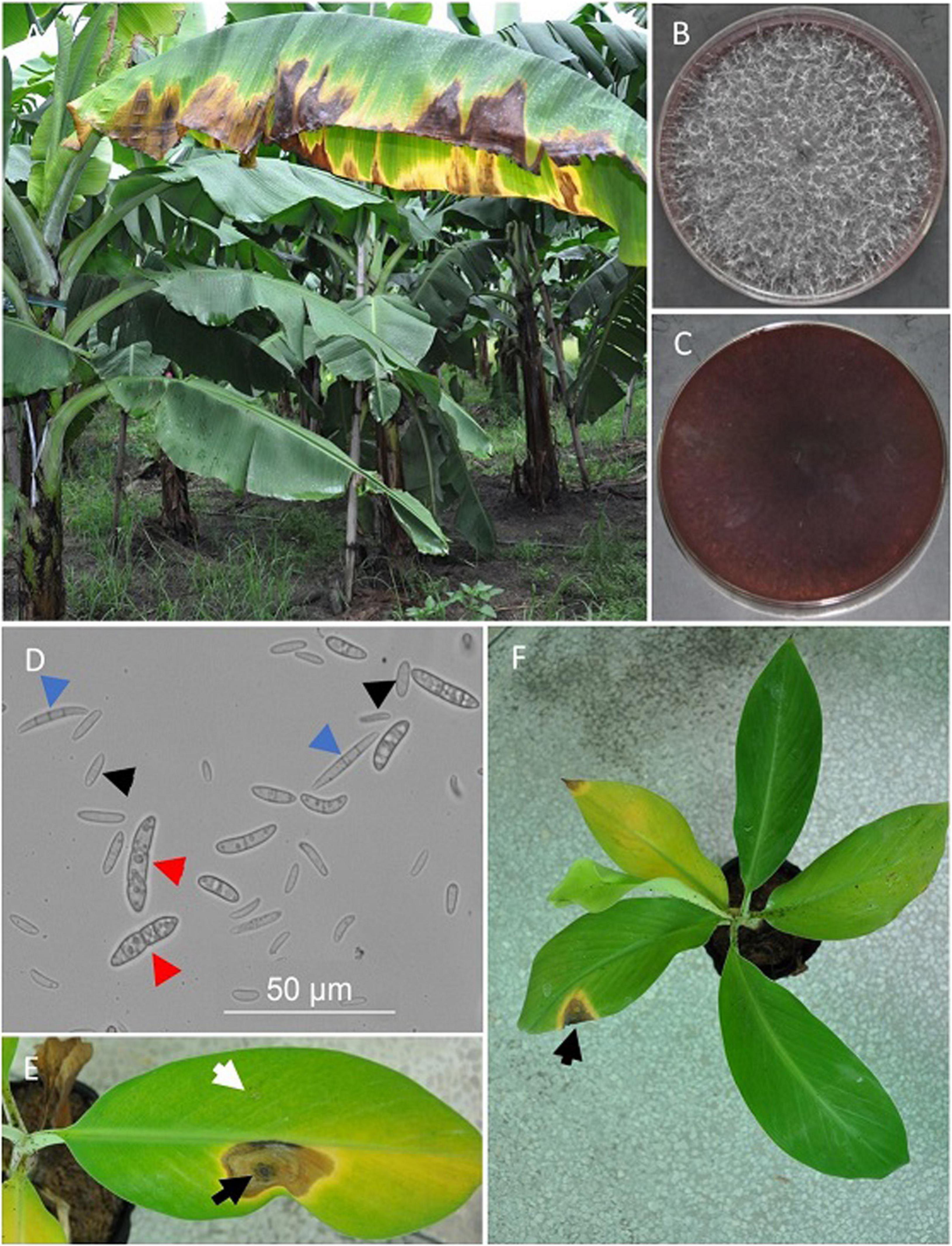 Frontiers | The Genome of Banana Leaf Blight Pathogen Fusarium 
