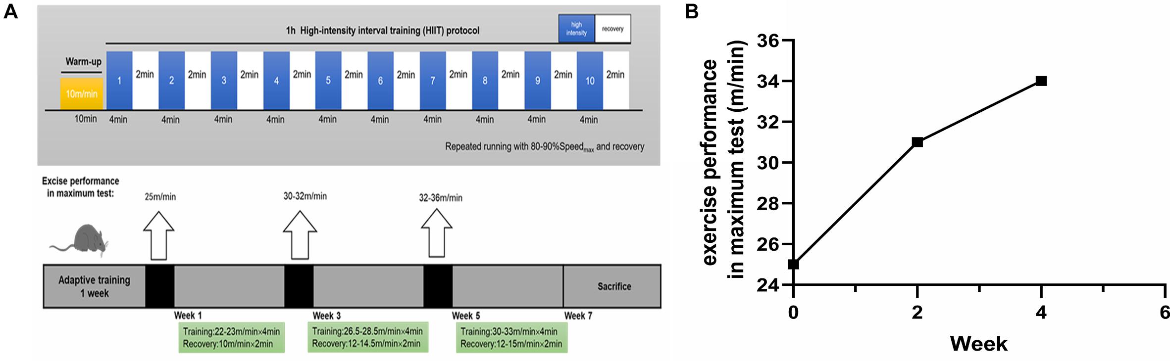 Frontiers  Elevated Lactate by High-Intensity Interval Training