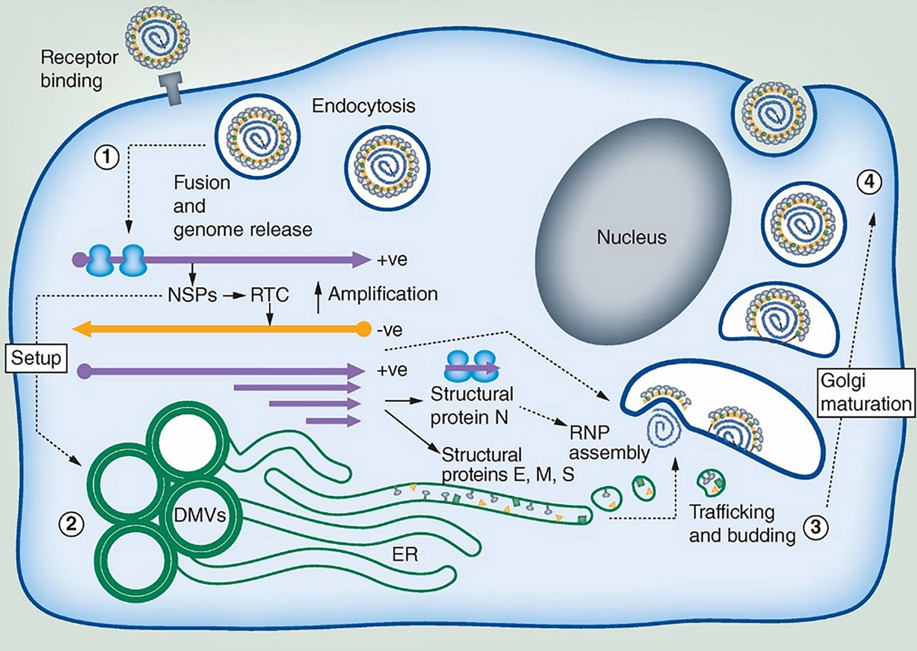 Frontiers Coronavirus Induced Host Cubic Membranes And Lipid Related Antiviral Therapies A Focus On Bioactive Plasmalogens Cell And Developmental Biology