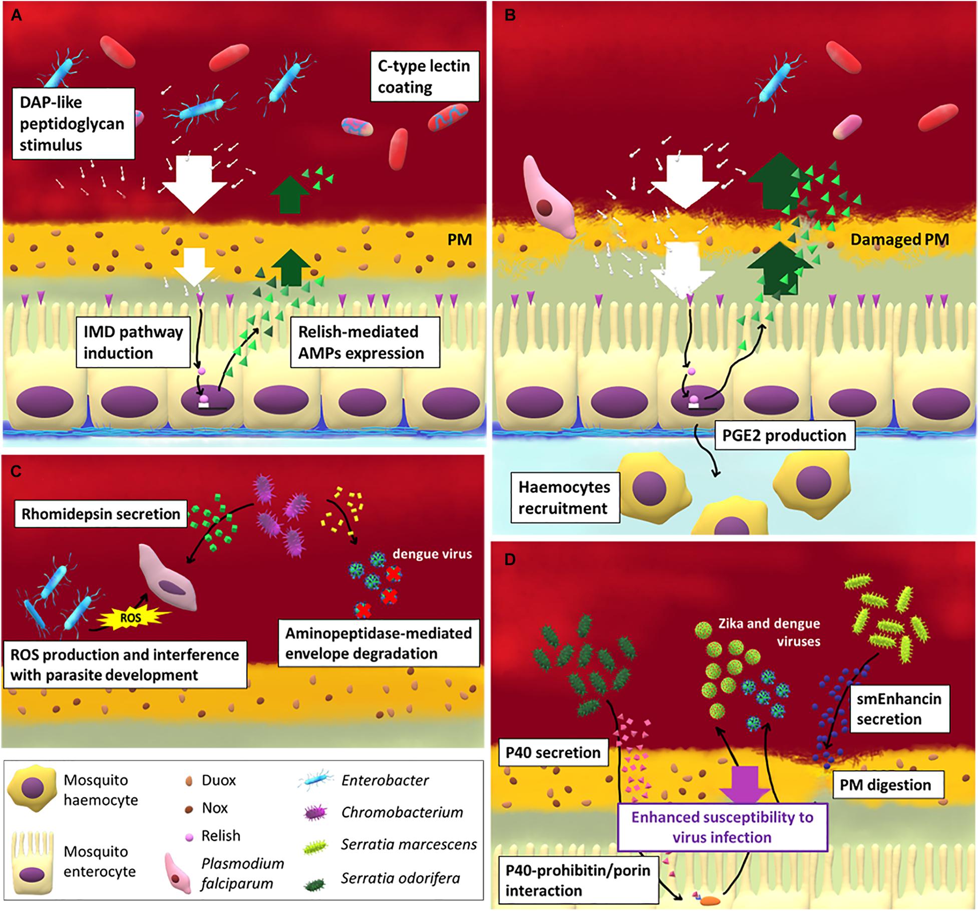 Frontiers | Mosquito Trilogy: Microbiota, Immunity and Pathogens
