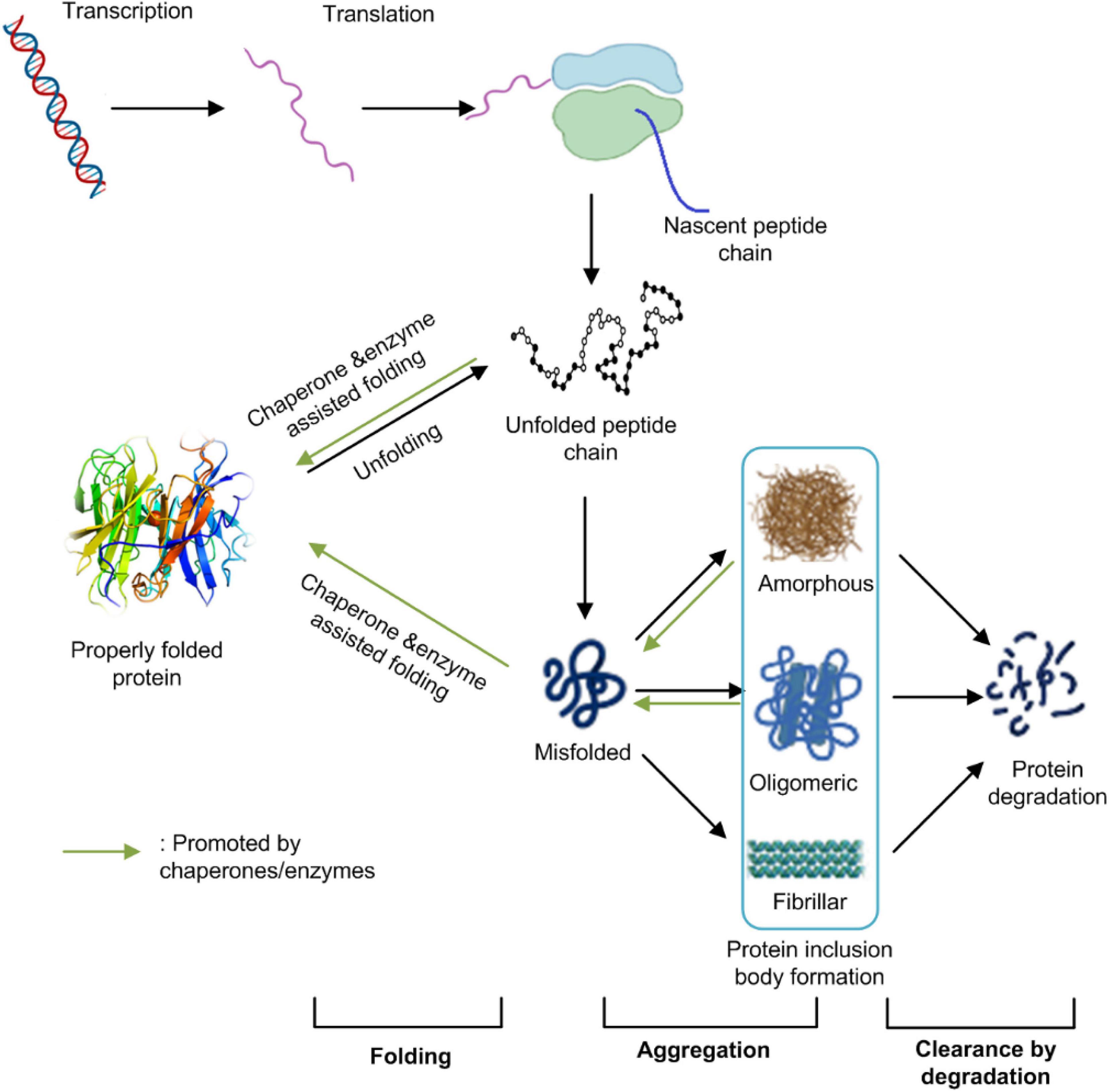 Frontiers | Challenges Associated With the Formation of Recombinant Protein  Inclusion Bodies in Escherichia coli and Strategies to Address Them for  Industrial Applications