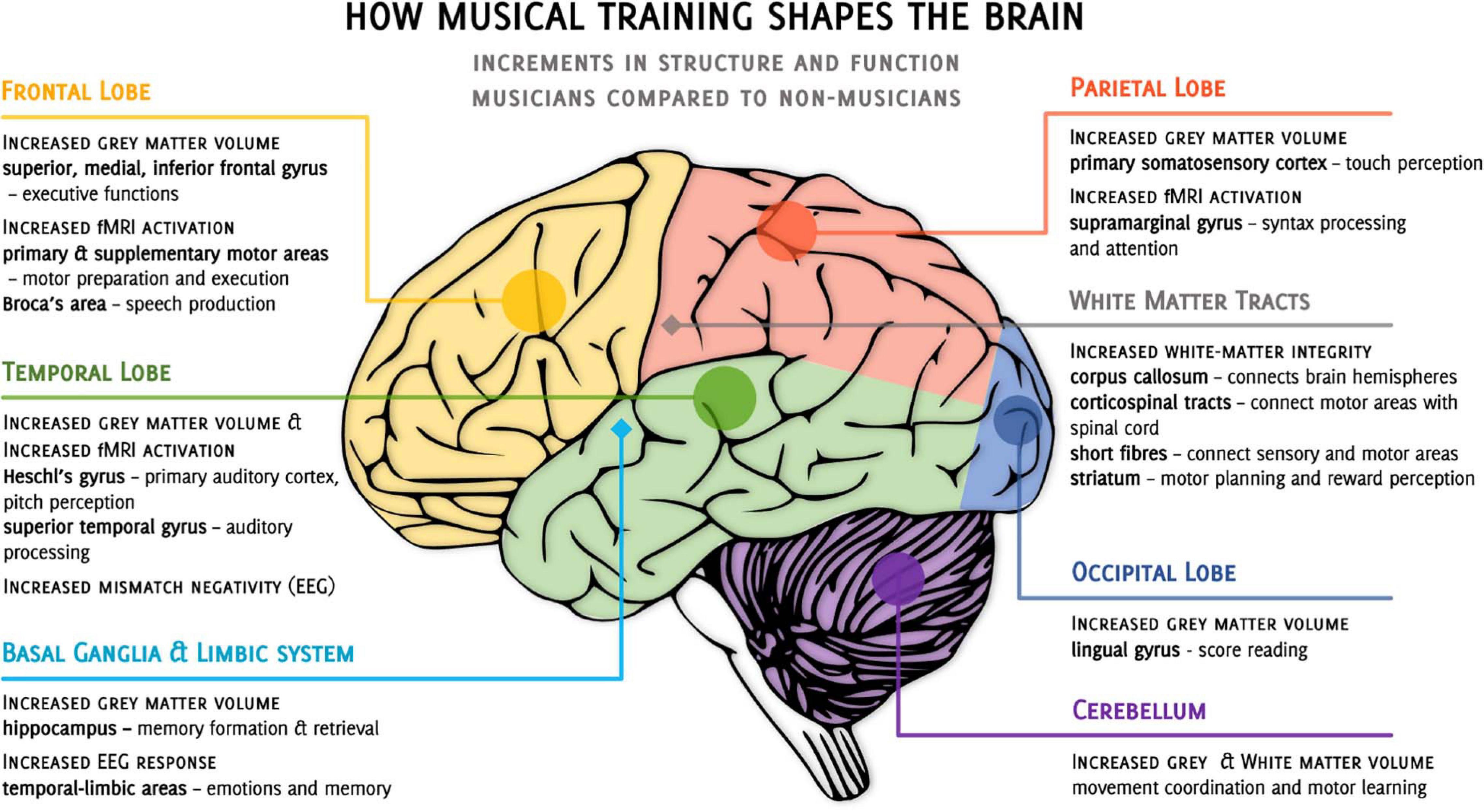 Hodological organization of spoken language production and singing in the  human brain