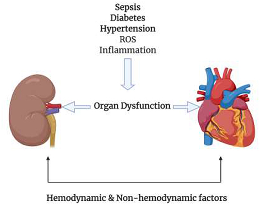 The Molecular Mechanism and Therapeutic Strategy of Cardiorenal Syndrome  Type 3