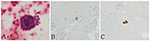www.frontiersin.org