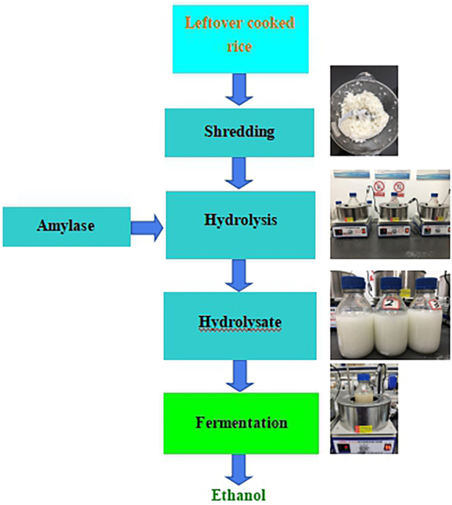 Flow Chart Of Amylase Production