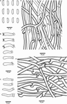 Frontiers | Species Diversity and Molecular Phylogeny of Cyanosporus ...