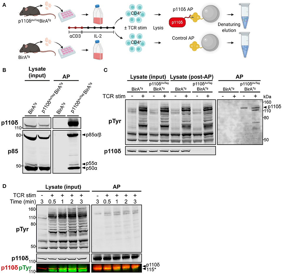 Frontiers | PI3Kδ Forms Distinct Multiprotein Complexes at the TCR 