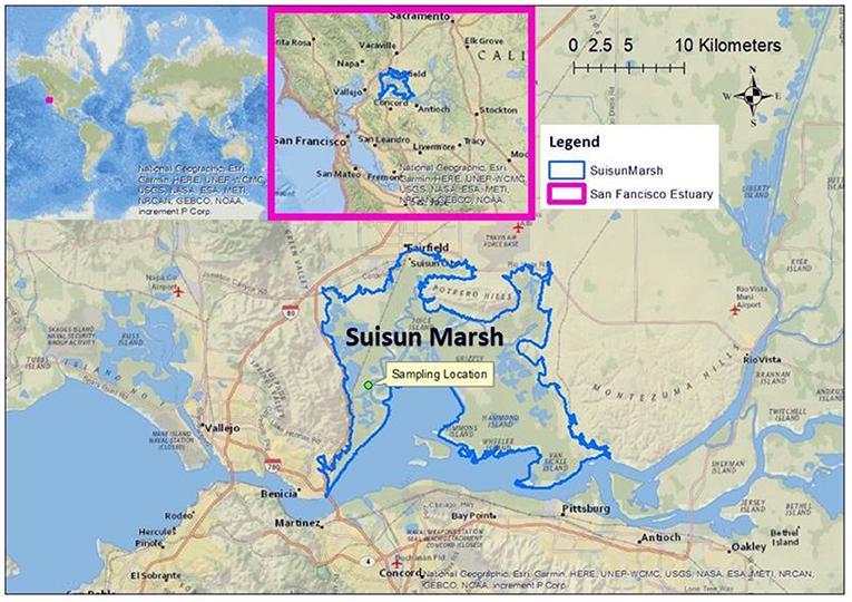 Figure 1 - Suisun Marsh is located in the northern region of the San Francisco Estuary in California (United States of America). - The call-out box that says “Sampling Location” shows where we sampled in 2011 for the food web isotope study.