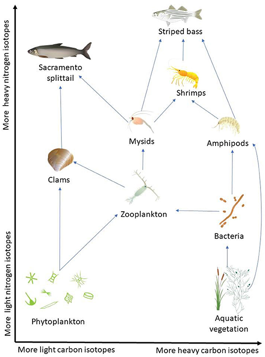 Figure 3 - Analysis of isotopes, combined with knowledge from other diet studies, helps scientists understand Suisun Marsh’s food web.