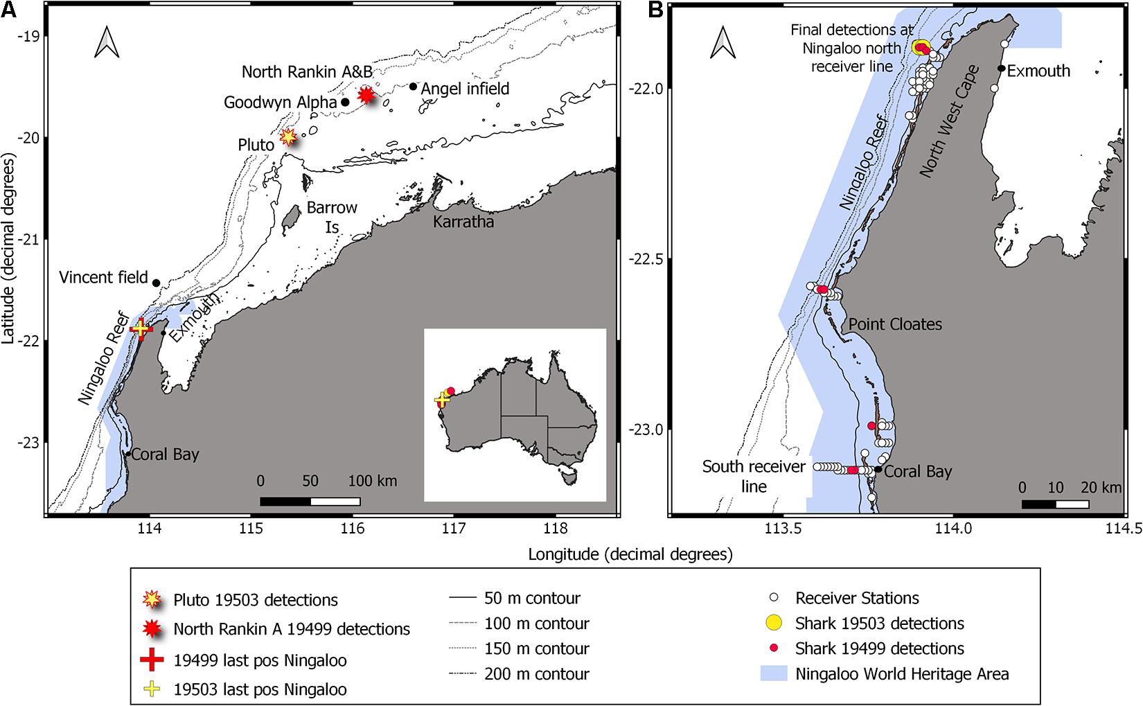Frontiers | Acoustic Telemetry Around Western Australia's Oil and Infrastructure Helps Detect the Presence of an Elusive and Endangered Migratory Giant | Marine Science
