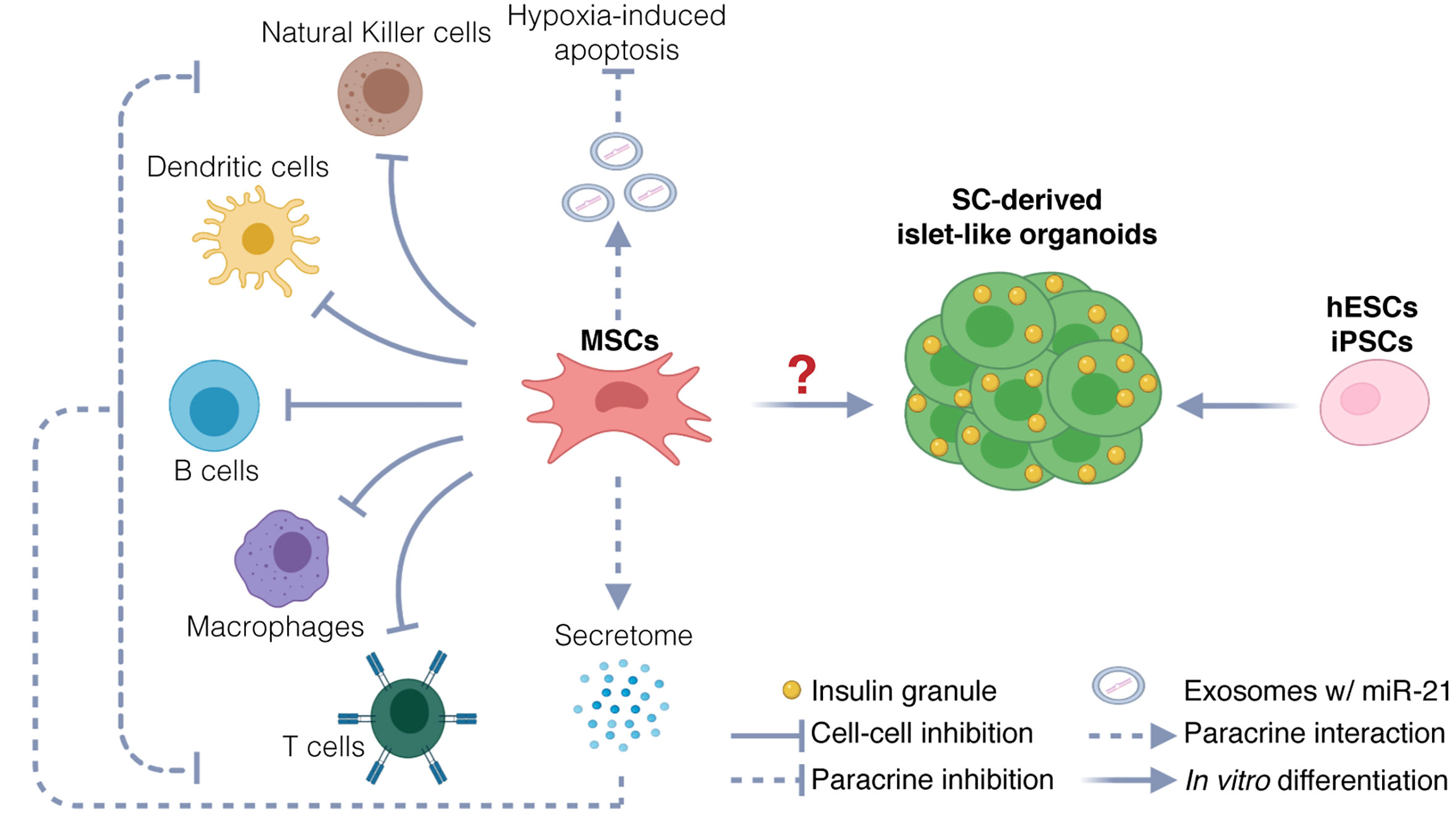 stem cell research for type 2 diabetes