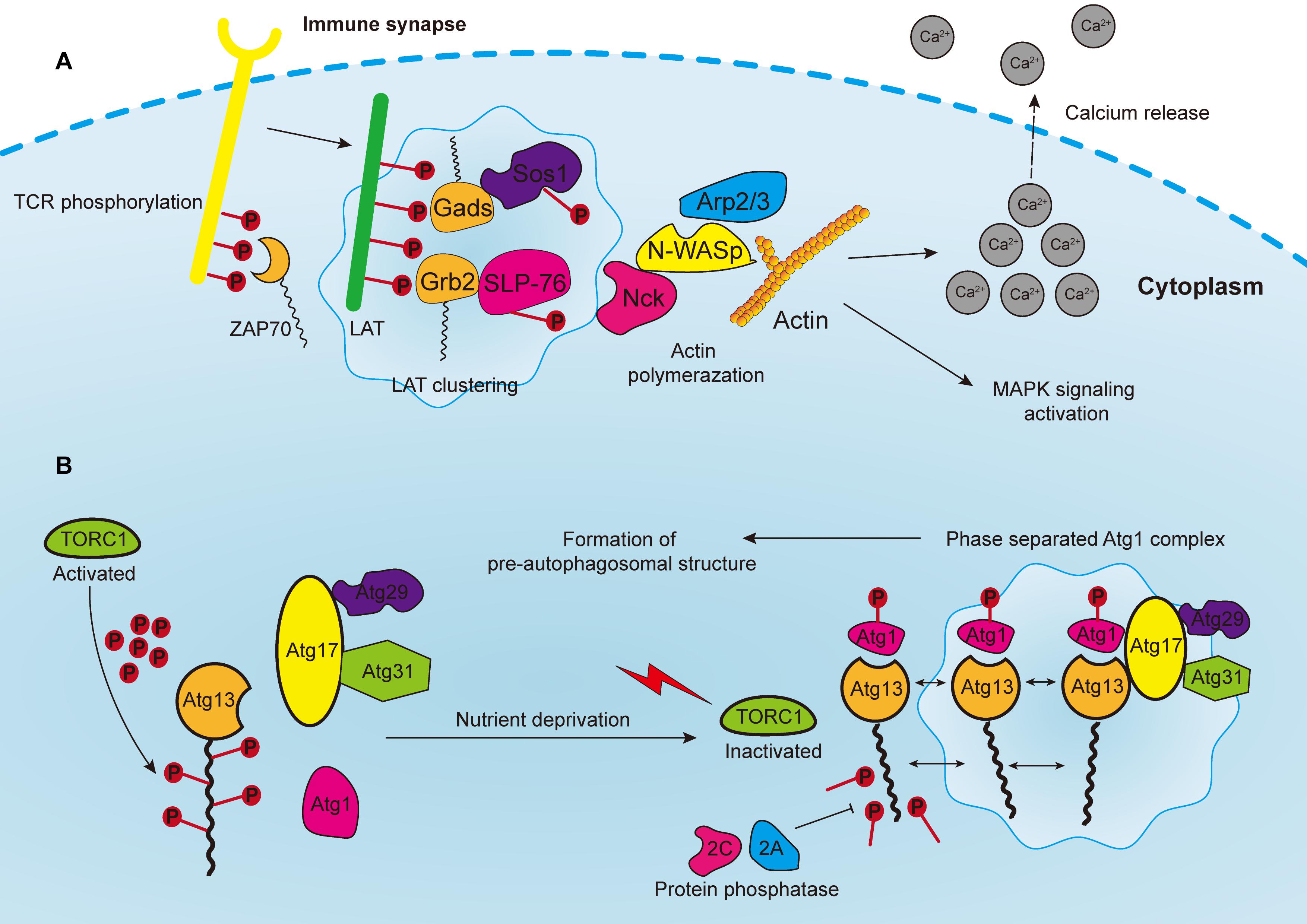 Cell cycle-specific phase separation regulated by protein charge blockiness