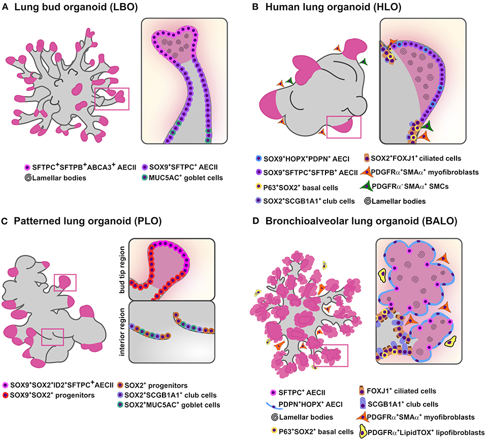 Frontiers From Clones To Buds And Branches The Use Of Lung Organoids