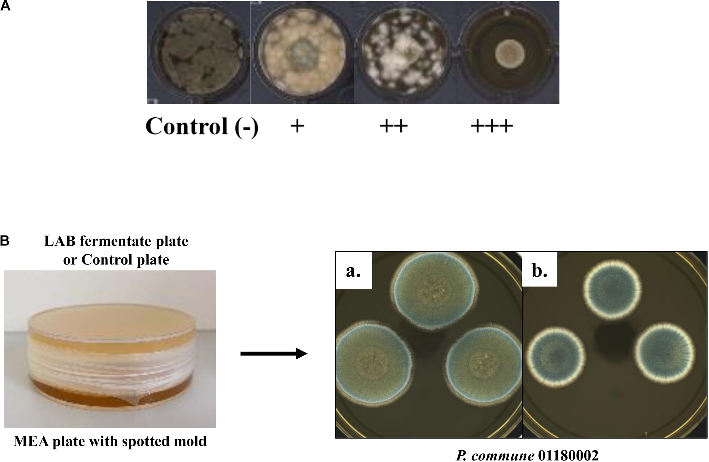 Air sampling in mycology. Detect mold contamination with DIY agar test