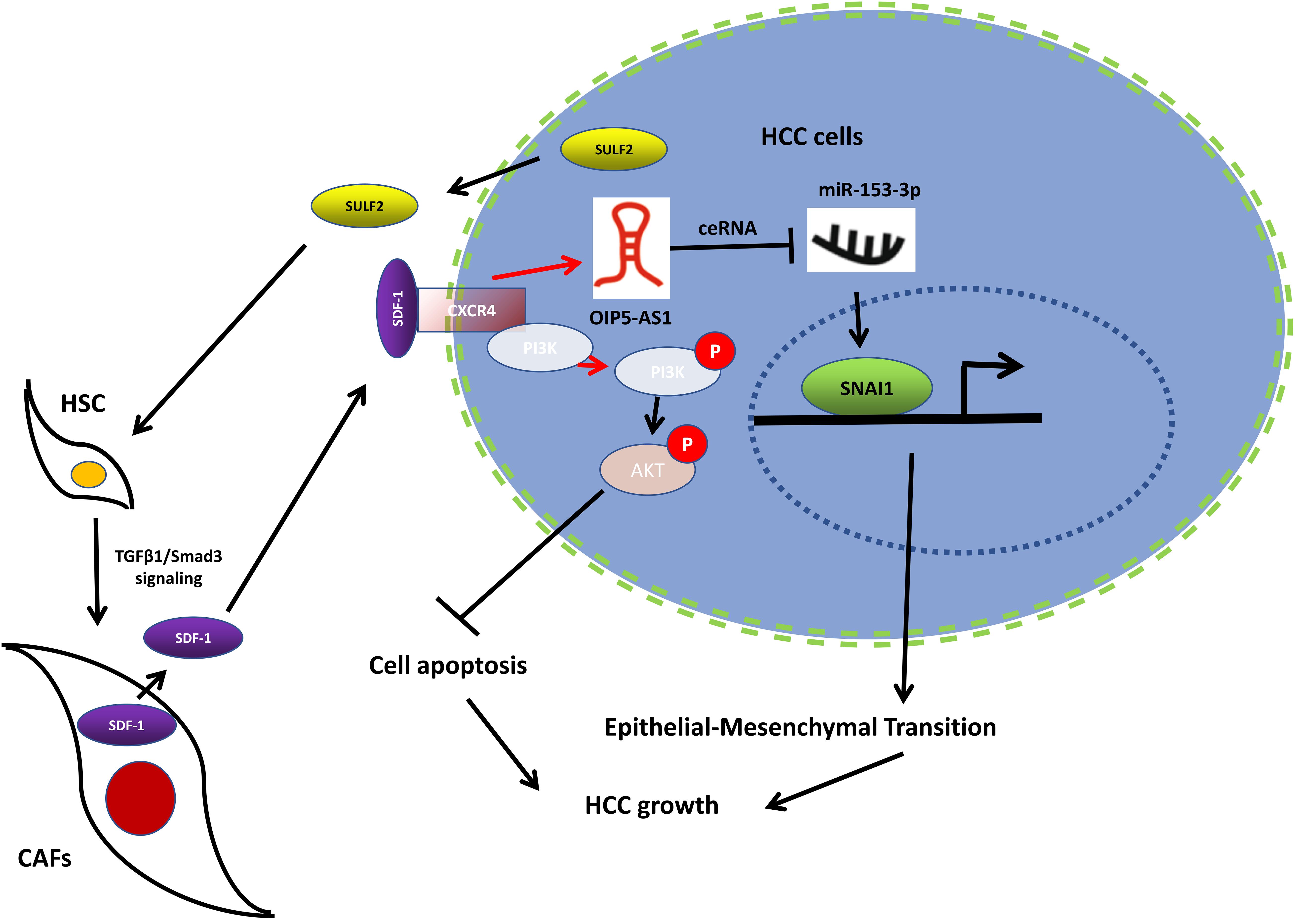 Frontiers Sulfatase 2 Induced Cancer Associated Fibroblasts Promote