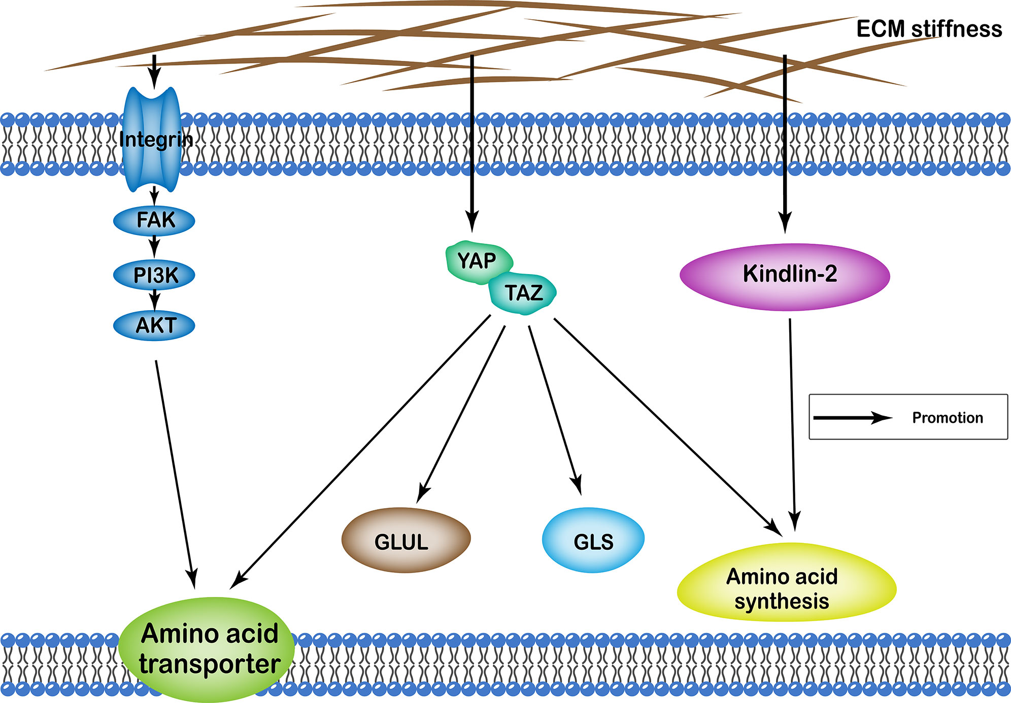 Примеры внеклеточных организмов. Lipid Matrix.