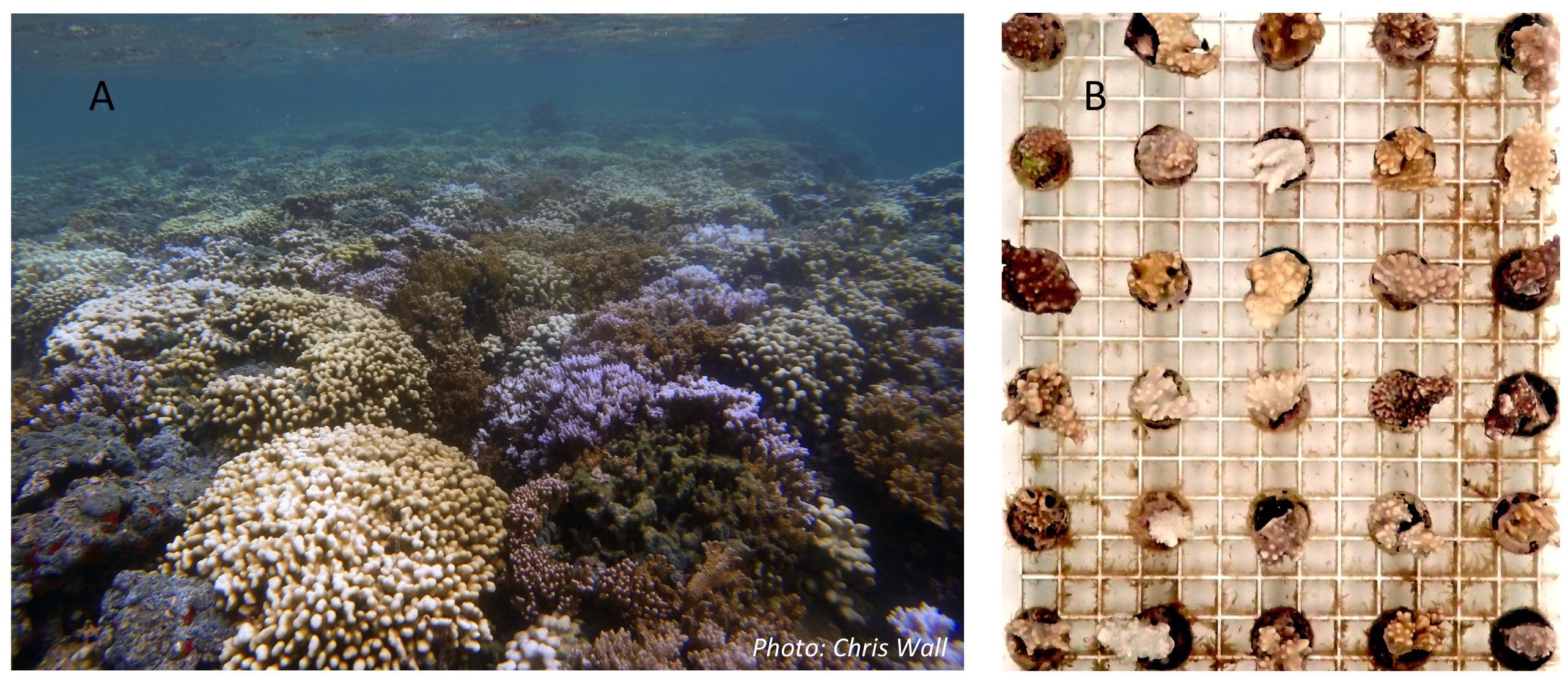 IV. Benefits of Coral Farming for Conservation Efforts