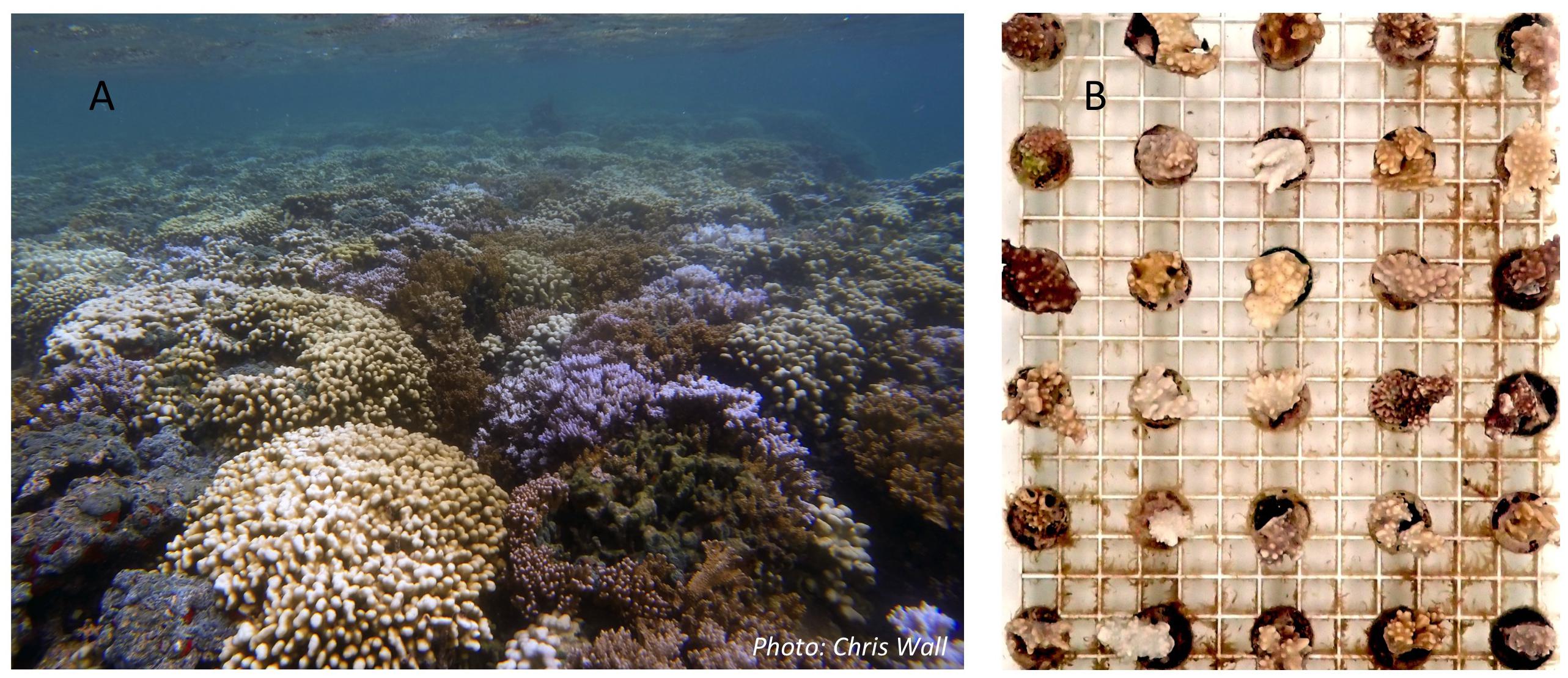 Low-level nutrient enrichment during thermal stress delays bleaching and  ameliorates calcification in three Hawaiian reef coral species [PeerJ]