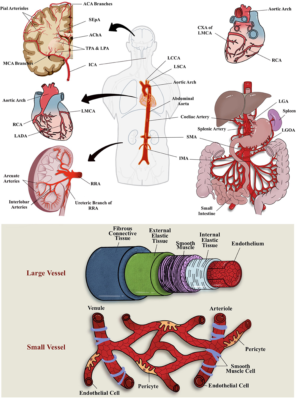 Frontiers  Diets and Cellular-Derived Microparticles: Weighing a Plausible  Link With Cerebral Small Vessel Disease