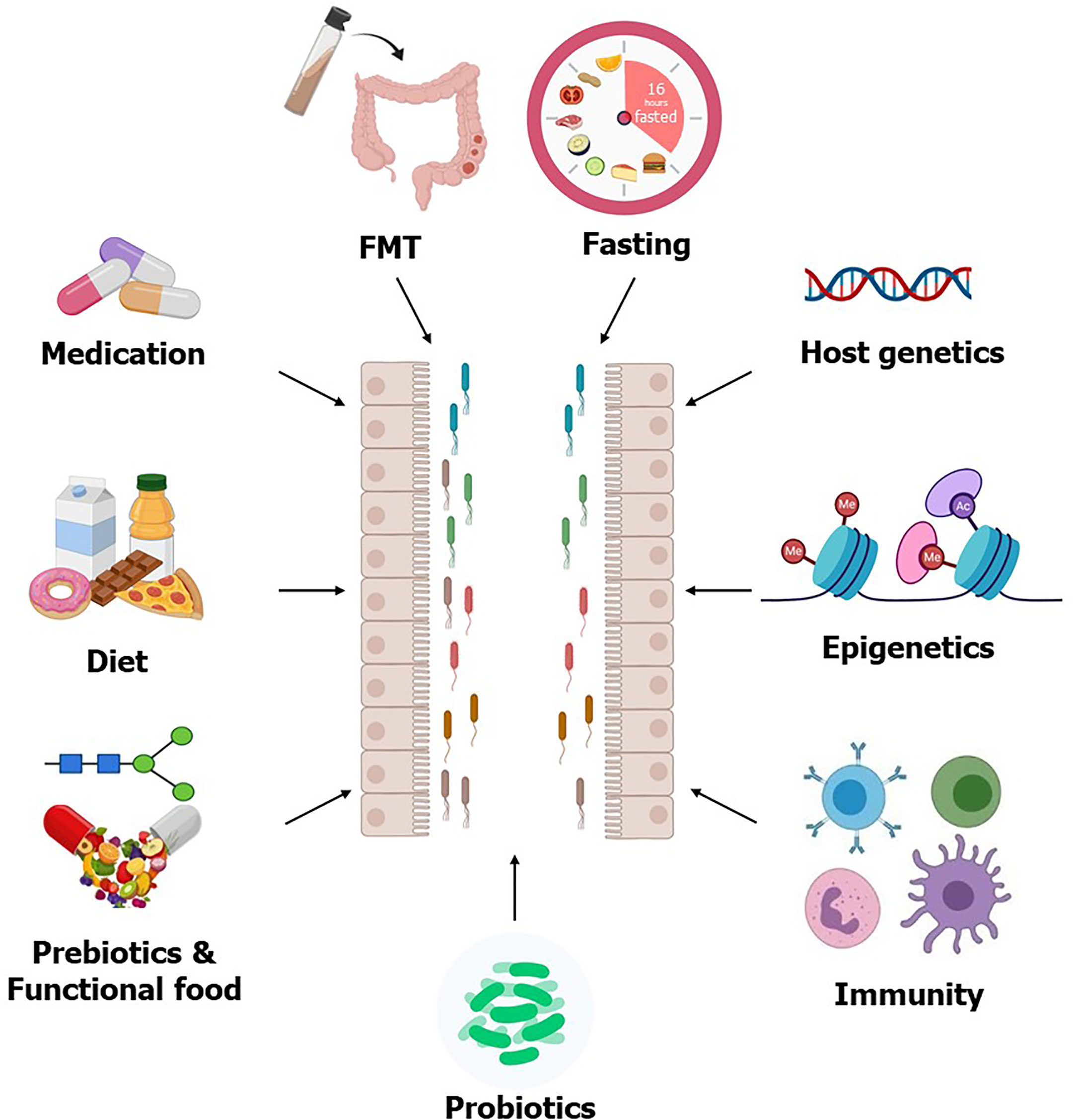 afrikansk grammatik kartoffel Frontiers | Modulating the Microbiota as a Therapeutic Intervention for  Type 2 Diabetes | Endocrinology