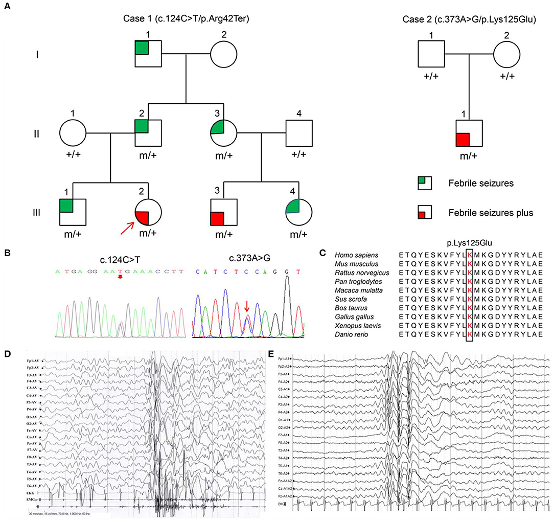 Frontiers Ywhag Mutations Cause Childhood Myoclonic Epilepsy And Febrile Seizures Molecular Sub Regional Effect And Mechanism Genetics