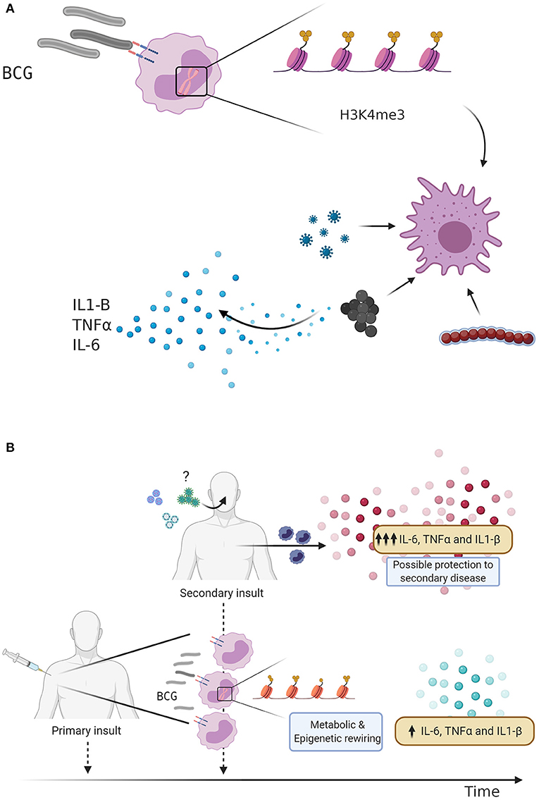 Frontiers | The Vaccine for COVID-19: First Verdict and Future Directions