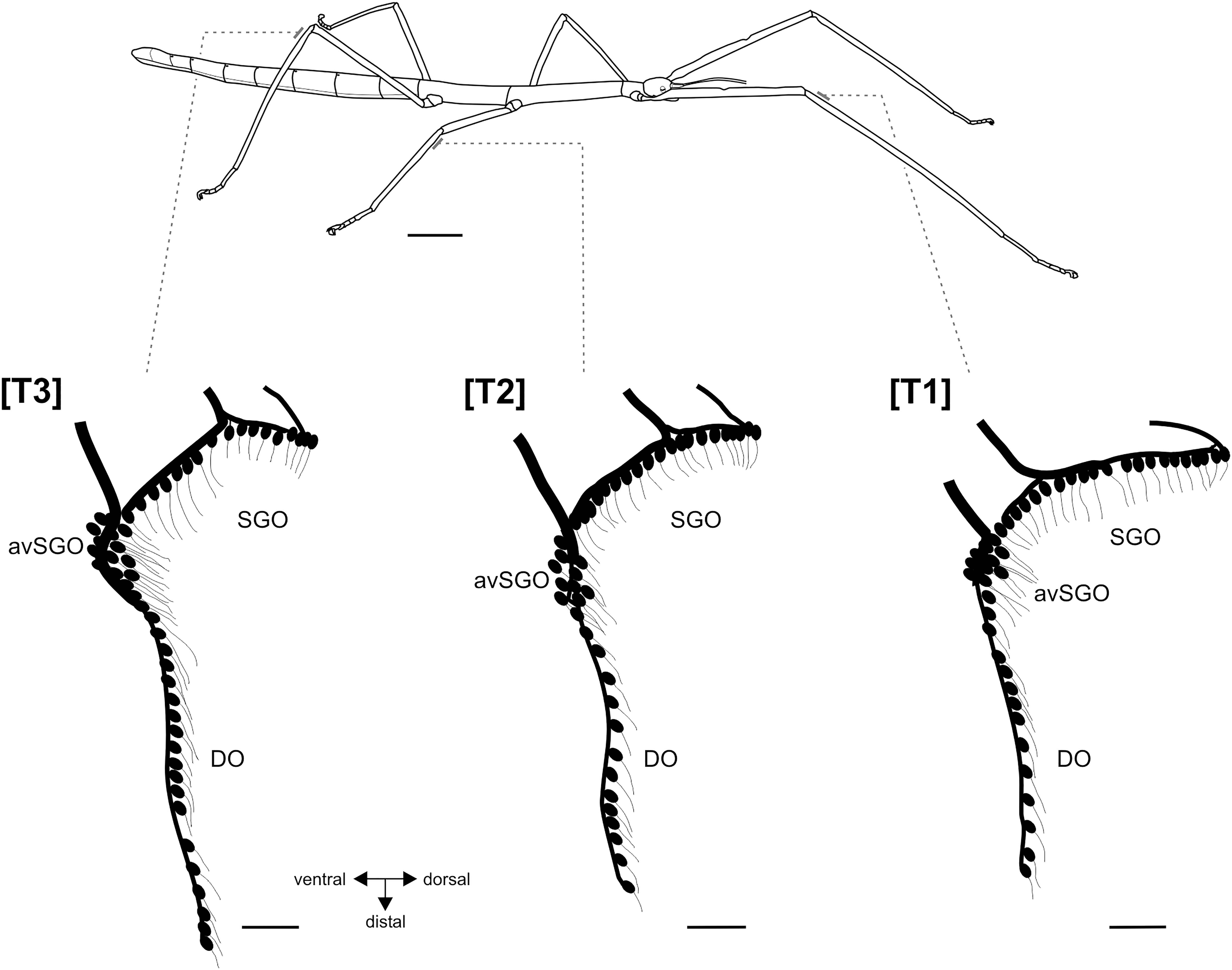 3 Simplified illustration of hemolymph channels in the tibia of a