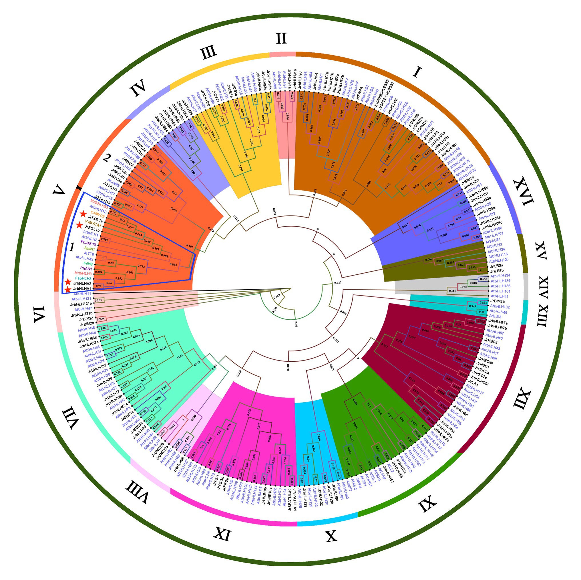 Frontiers | Genome-Wide Identification and Characterization of bHLH ...
