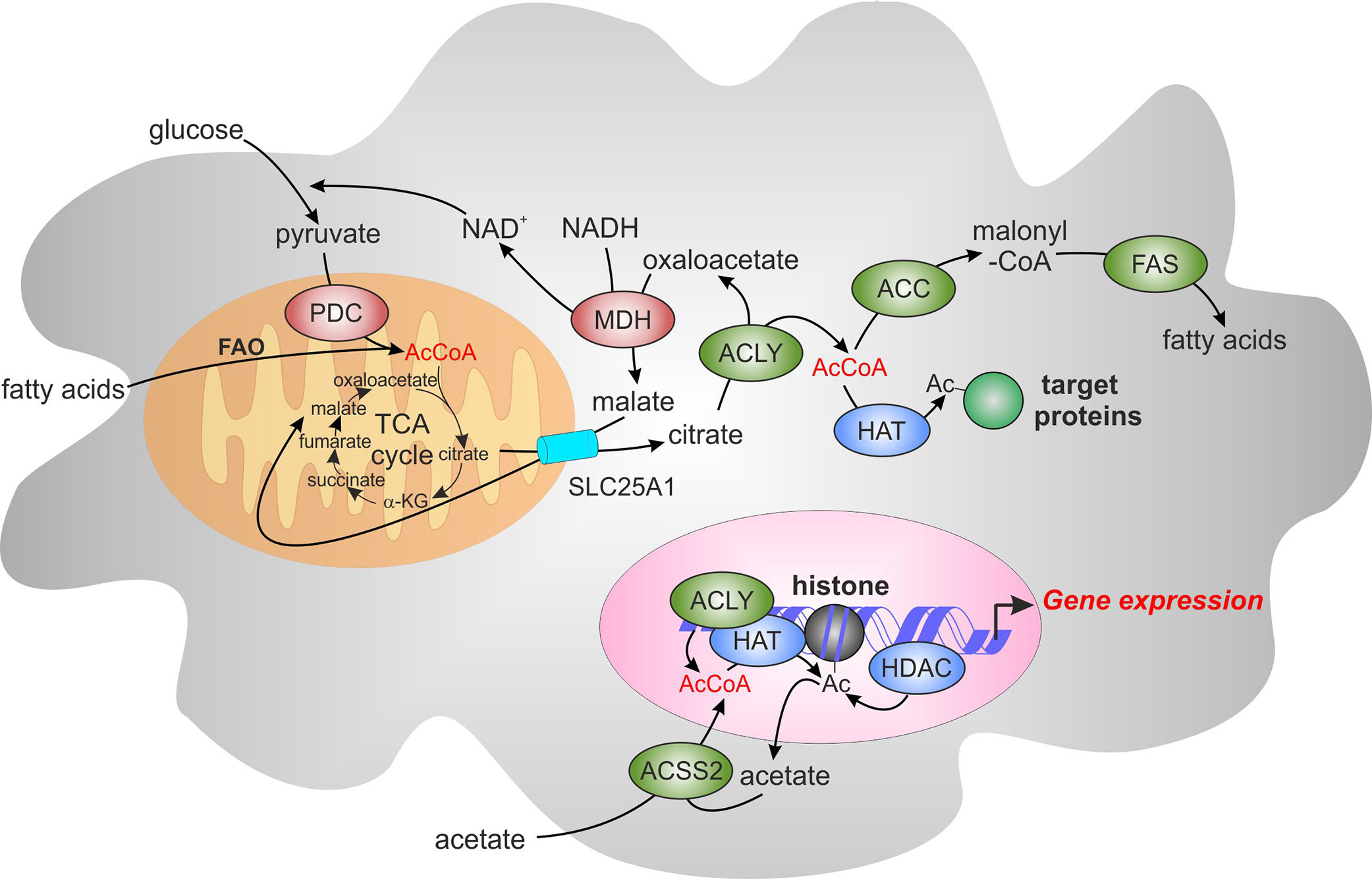 Frontiers  Exploring the Retinal Binding Cavity of