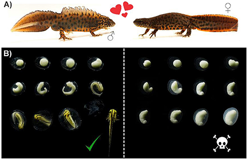 Figure 1 - Half of the eggs of crested newts never hatch! (A) During the breeding season, male crested newts (left) display a splendid ornamental crest (hence the name) to seduce the females (right).