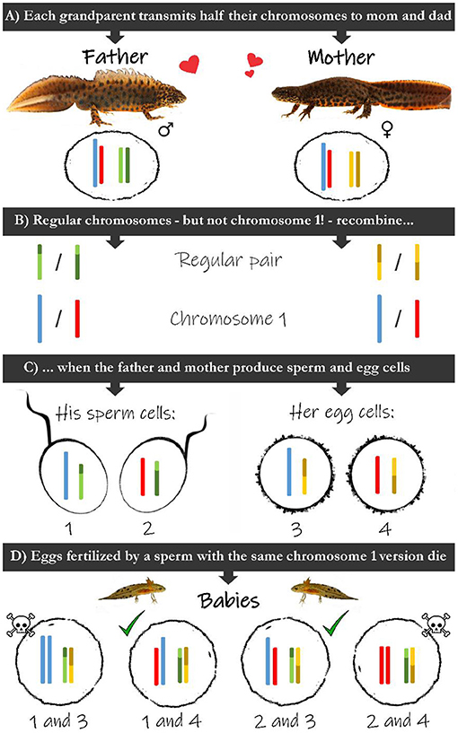Figure 2 - (A) Fathers and mothers have pairs of chromosomes for which they obtained one each from their parents.