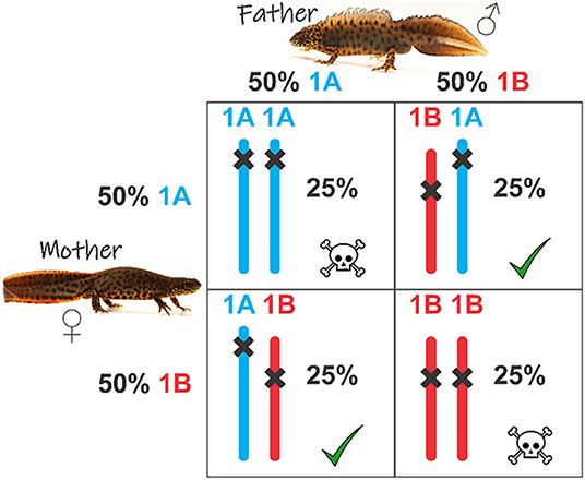 Figure 3 - The 4-panel box shows the possible fertilized eggs produced by the parents, who each have both a 1A and a 1B version of chromosome 1.