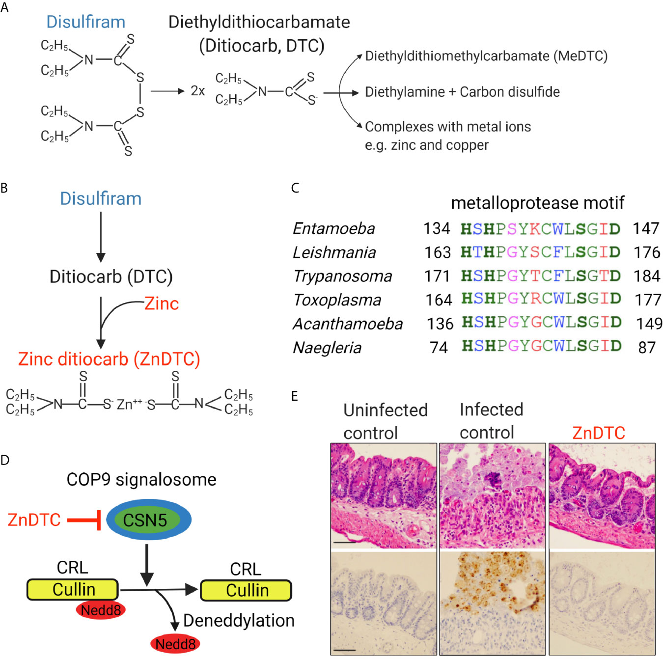 Frontiers Drug Repurposing Of The Alcohol Abuse Medication Disulfiram As An Anti Parasitic Agent Cellular And Infection Microbiology