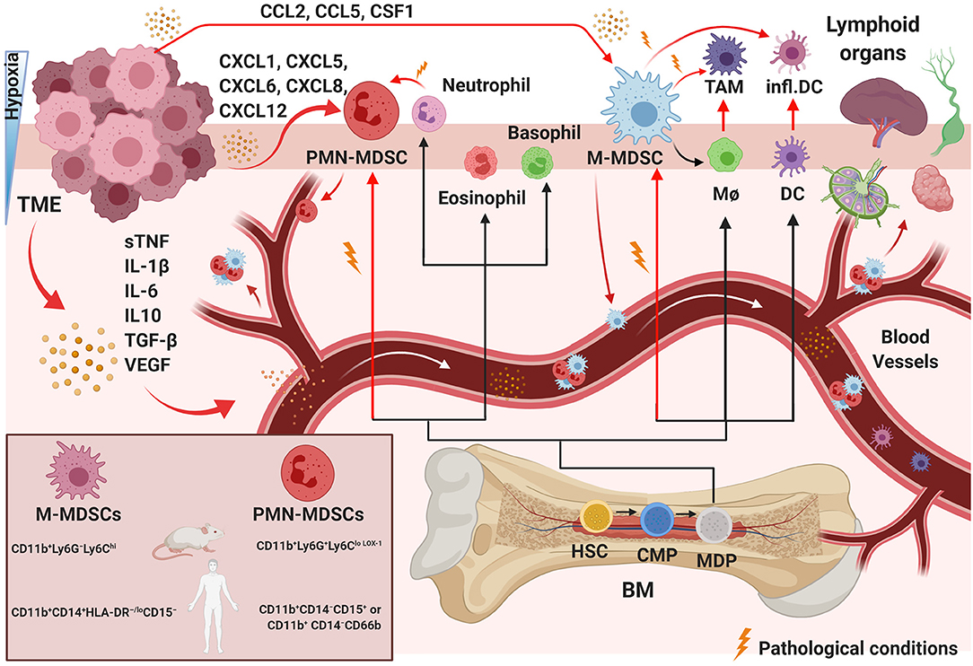 Modulation of myeloid and T cells in vivo by Bruton's tyrosine kinase  inhibitor ibrutinib in patients with metastatic pancreatic ductal  adenocarcinoma