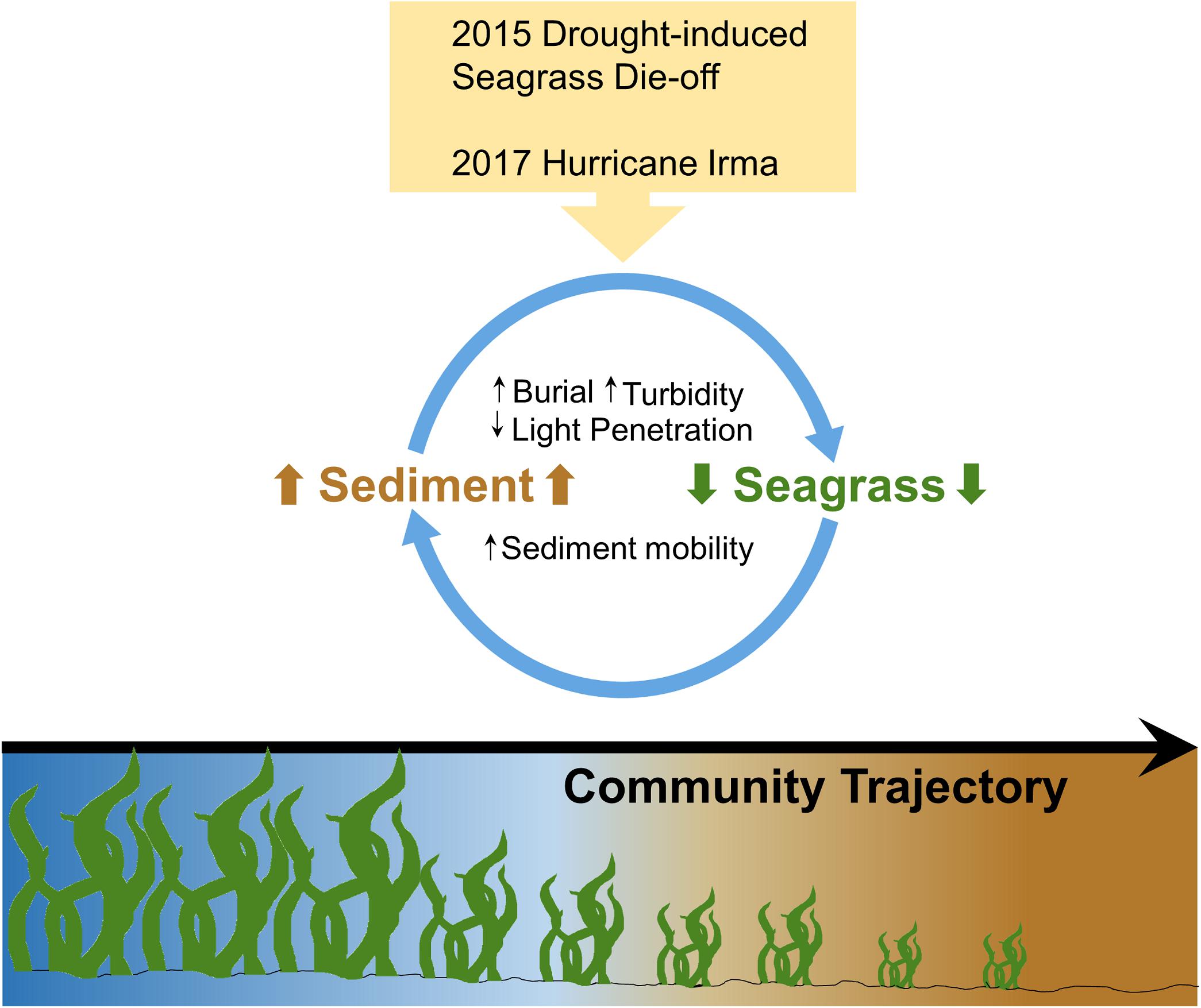 Current threats to coastal seagrass ecosystems – Shark Research &  Conservation Program (SRC)