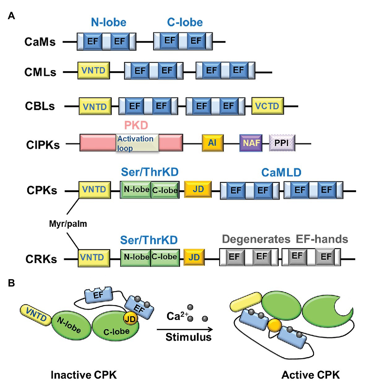 Figure 2. The structures of four calcium sensors and the activation mechani...