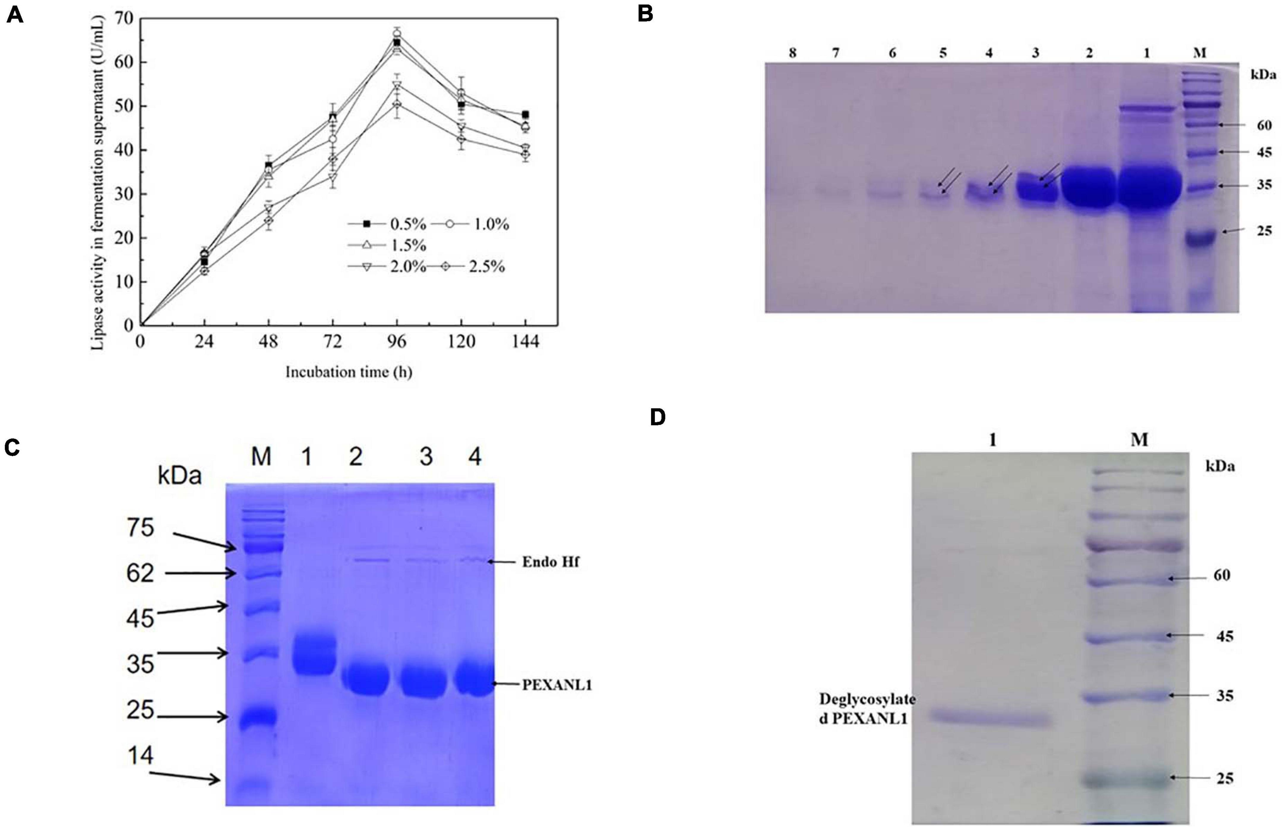 Lipase Acrylic Resin, CAS 9001-62-1, ≥5,000 U/g, recombinant, Expressed in Aspergillus Niger L4777-3G