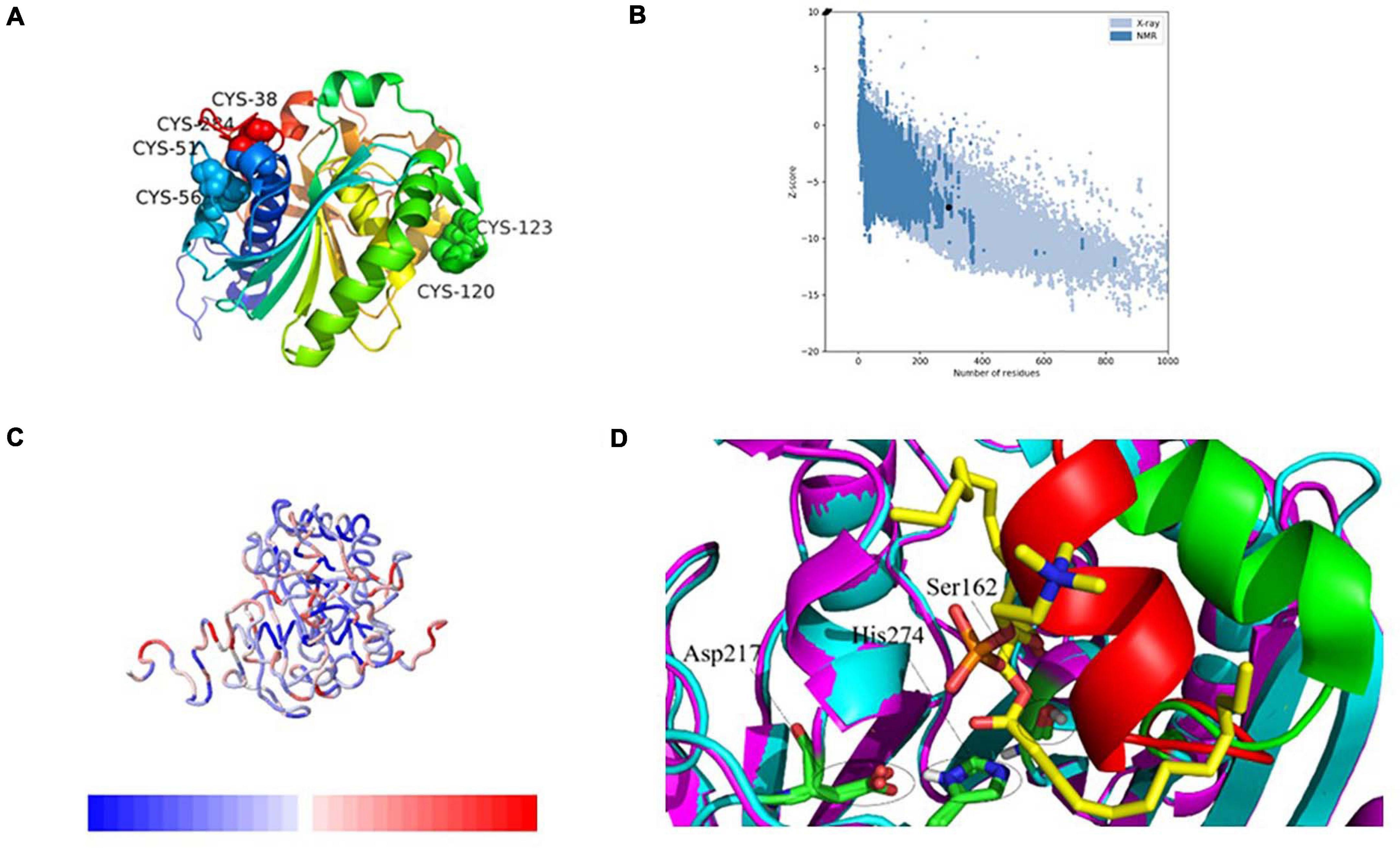 Lipase Acrylic Resin, CAS 9001-62-1, ≥5,000 U/g, recombinant, Expressed in Aspergillus Niger L4777-3G