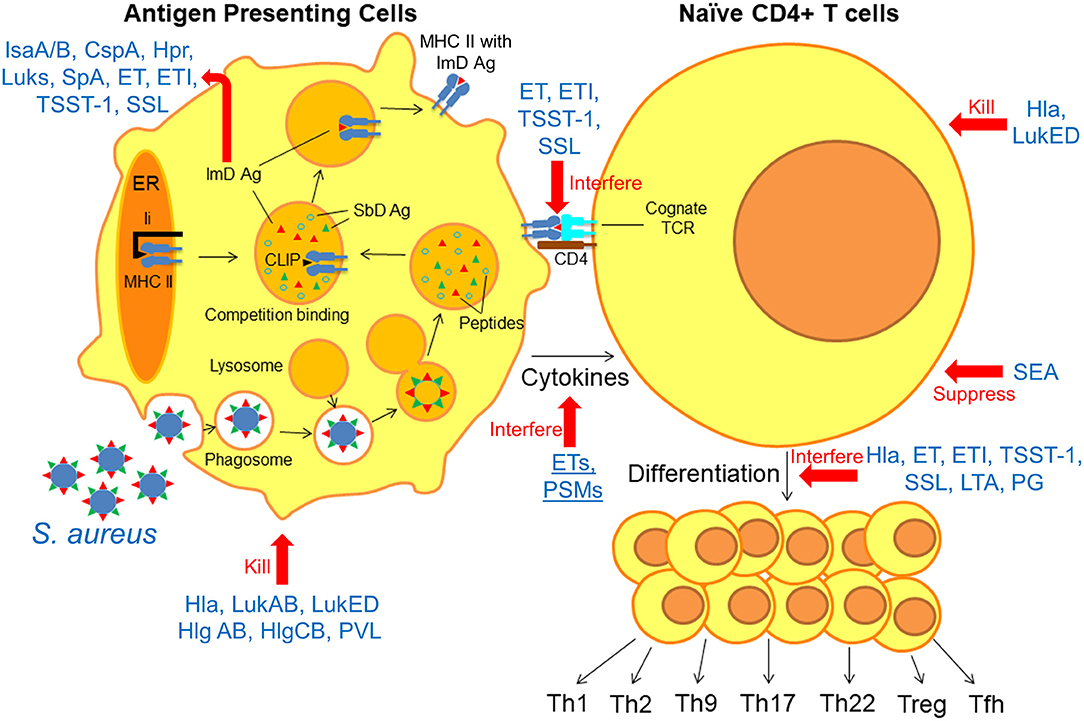 Staphylococcus aureus- An Overview - Microbe Notes