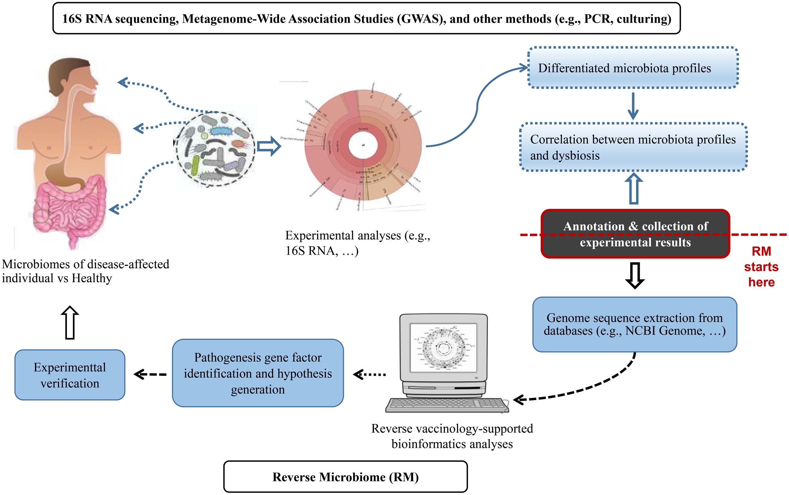 dysbiosis rheumatoid arthritis