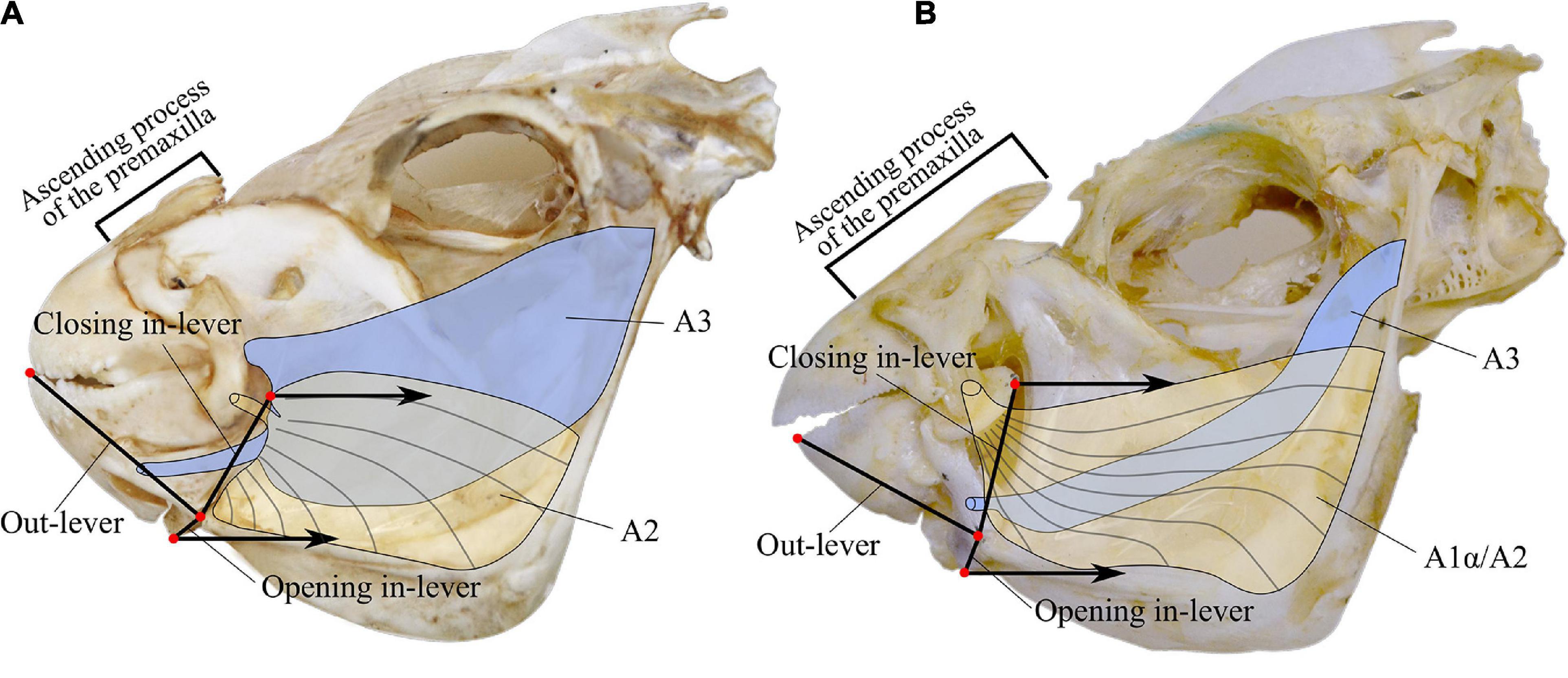 Smooth, striated, or rough: how substrate textures affect the feeding  performance of tadpoles with different oral morphologies