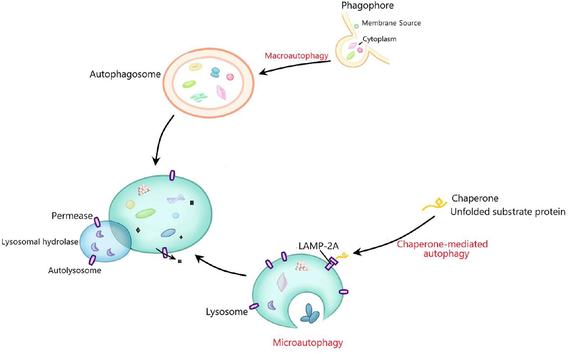Frontiers | The Role of the Interplay Between Autophagy and NLRP3 ...