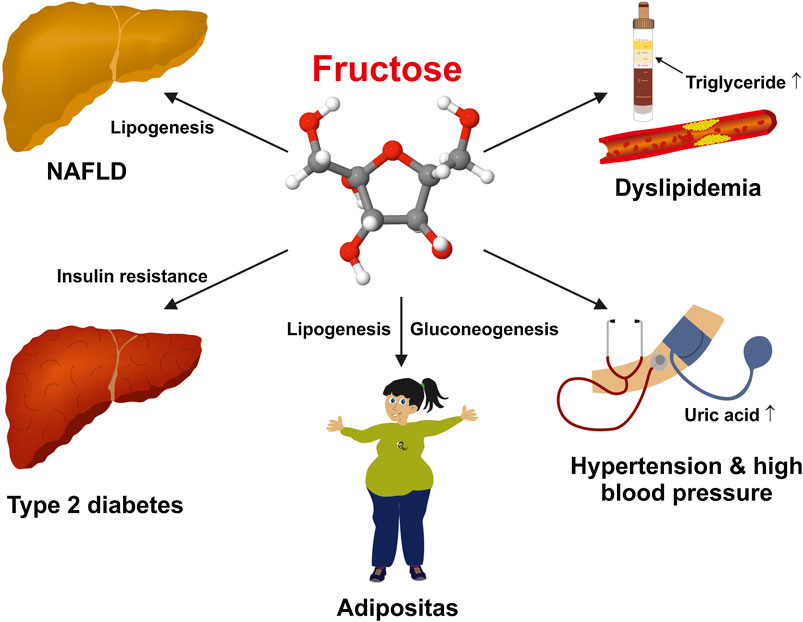 Фруктоза и печень. Метаболизм фруктозы в печени. Метаболизм фруктозы в организме. Фруктоза влияет на печень.