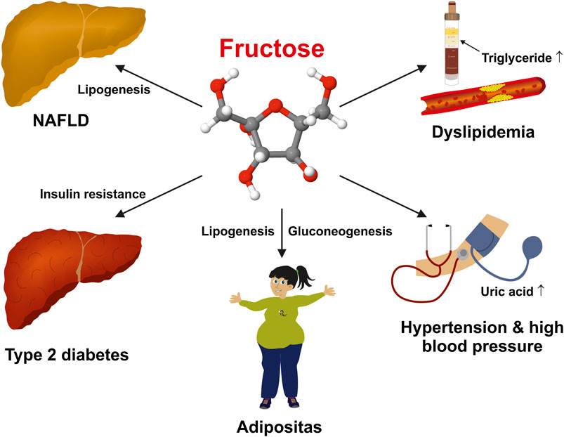 Вред фруктозы для организма. Метаболизм фруктозы в печени. Фруктоза и печень. Метаболизм фруктозы в организме. Фруктоза влияет на печень.