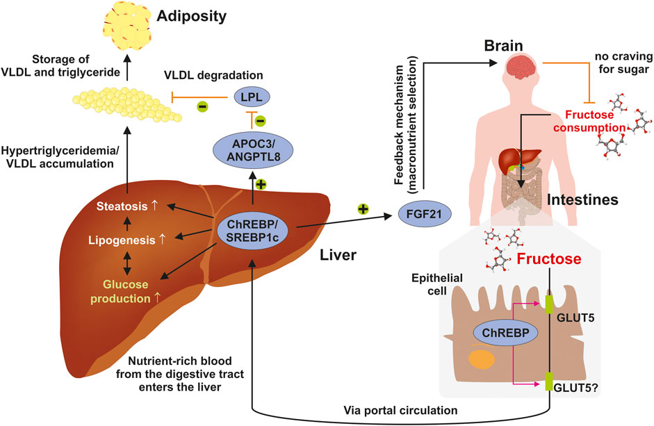 Fructose Intake: Metabolism and Role in Diseases