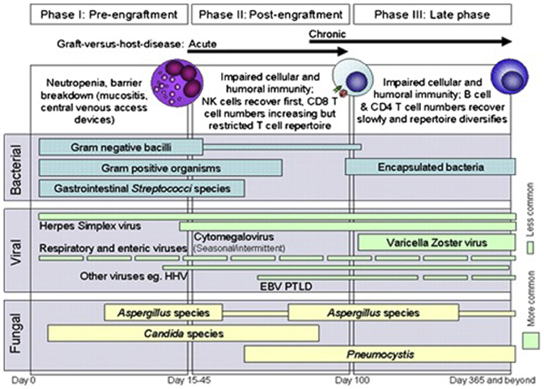 Frontiers A Review Of Infections After Hematopoietic Cell