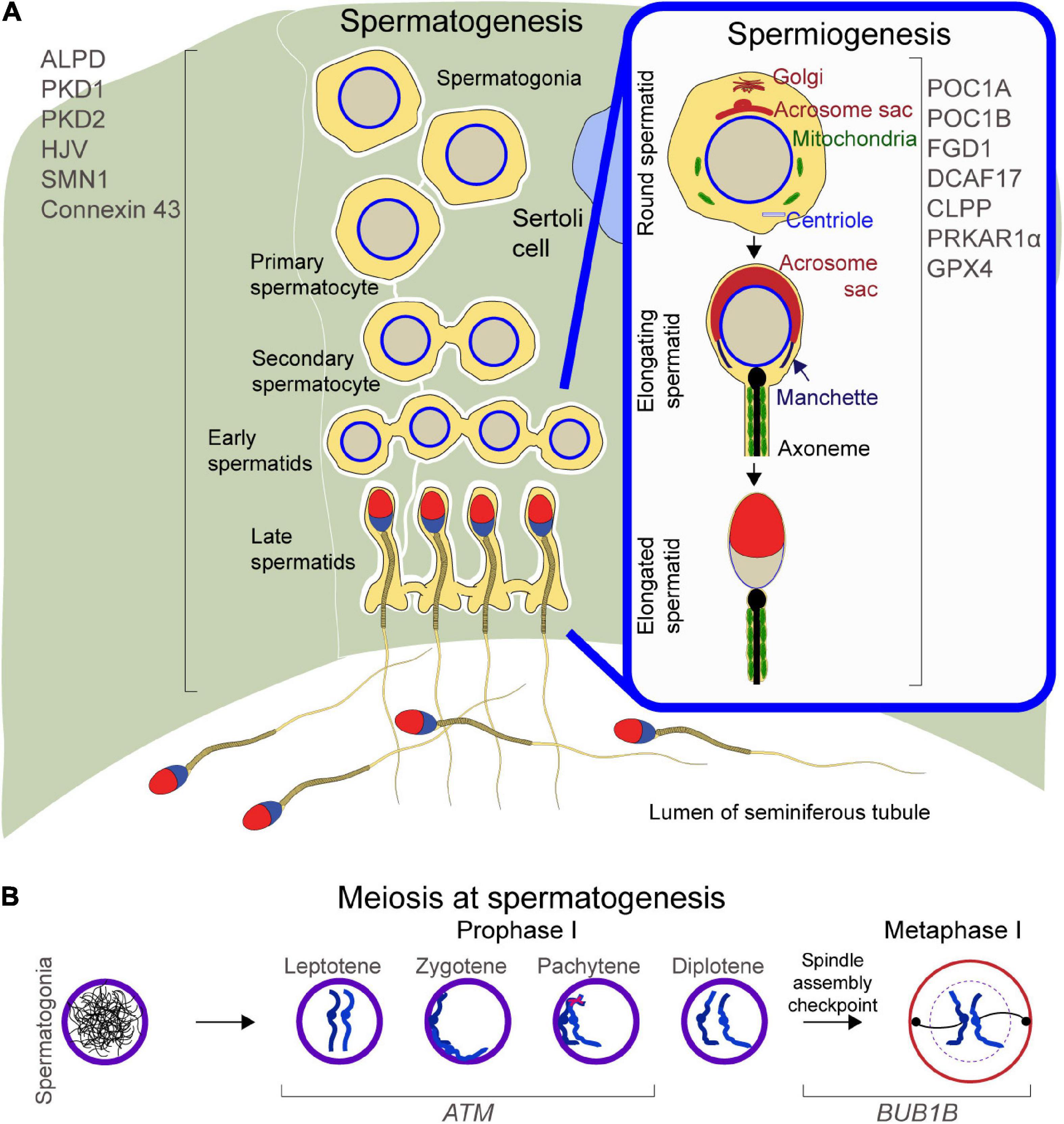 Frontiers | Genes Regulating Spermatogenesis and Sperm Function Associated With Rare Disorders