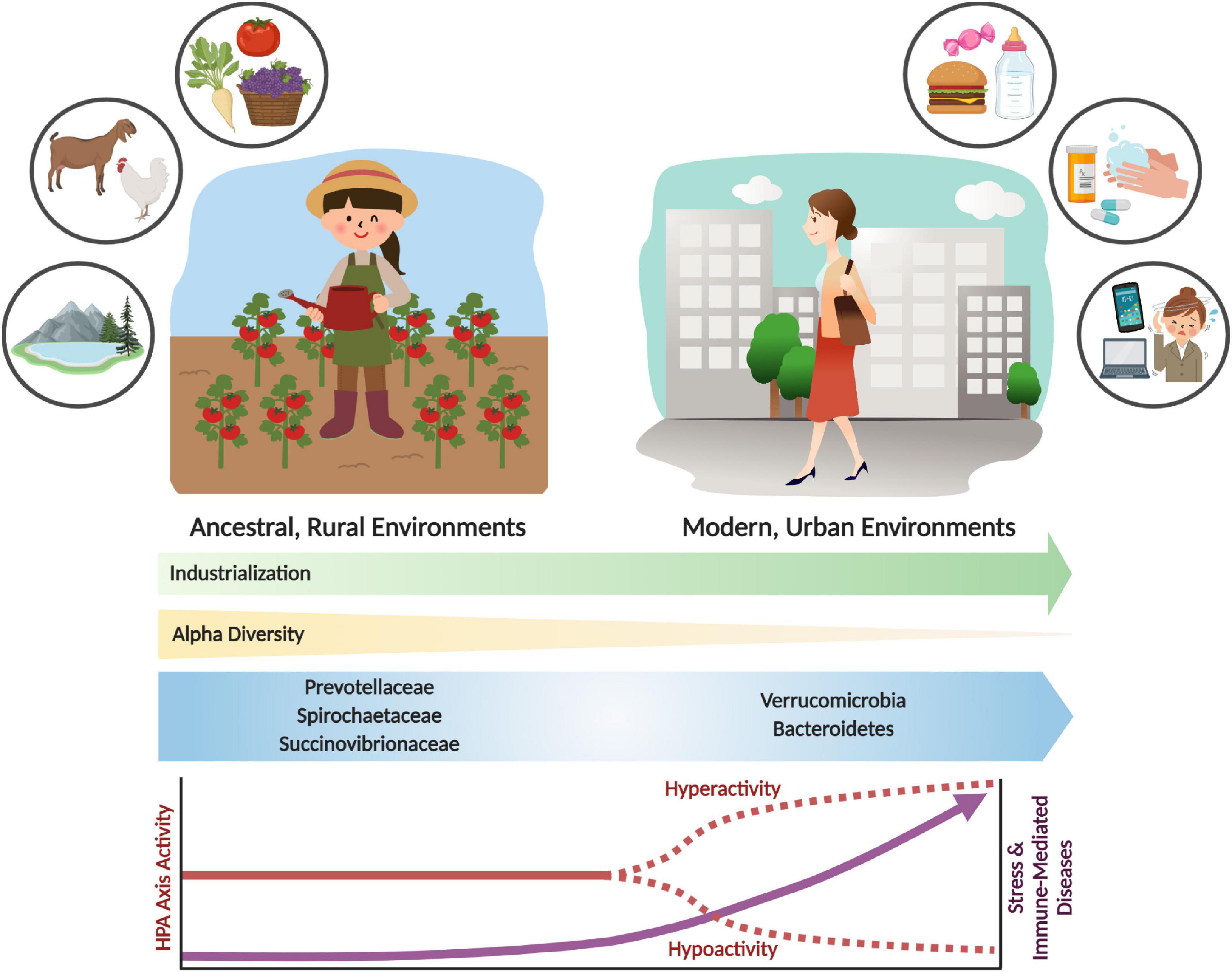 Frontiers Evolutionary Significance Of The Neuroendocrine Stress Axis On Vertebrate Immunity And The Influence Of The Microbiome On Early Life Stress Regulation And Health Outcomes Microbiology