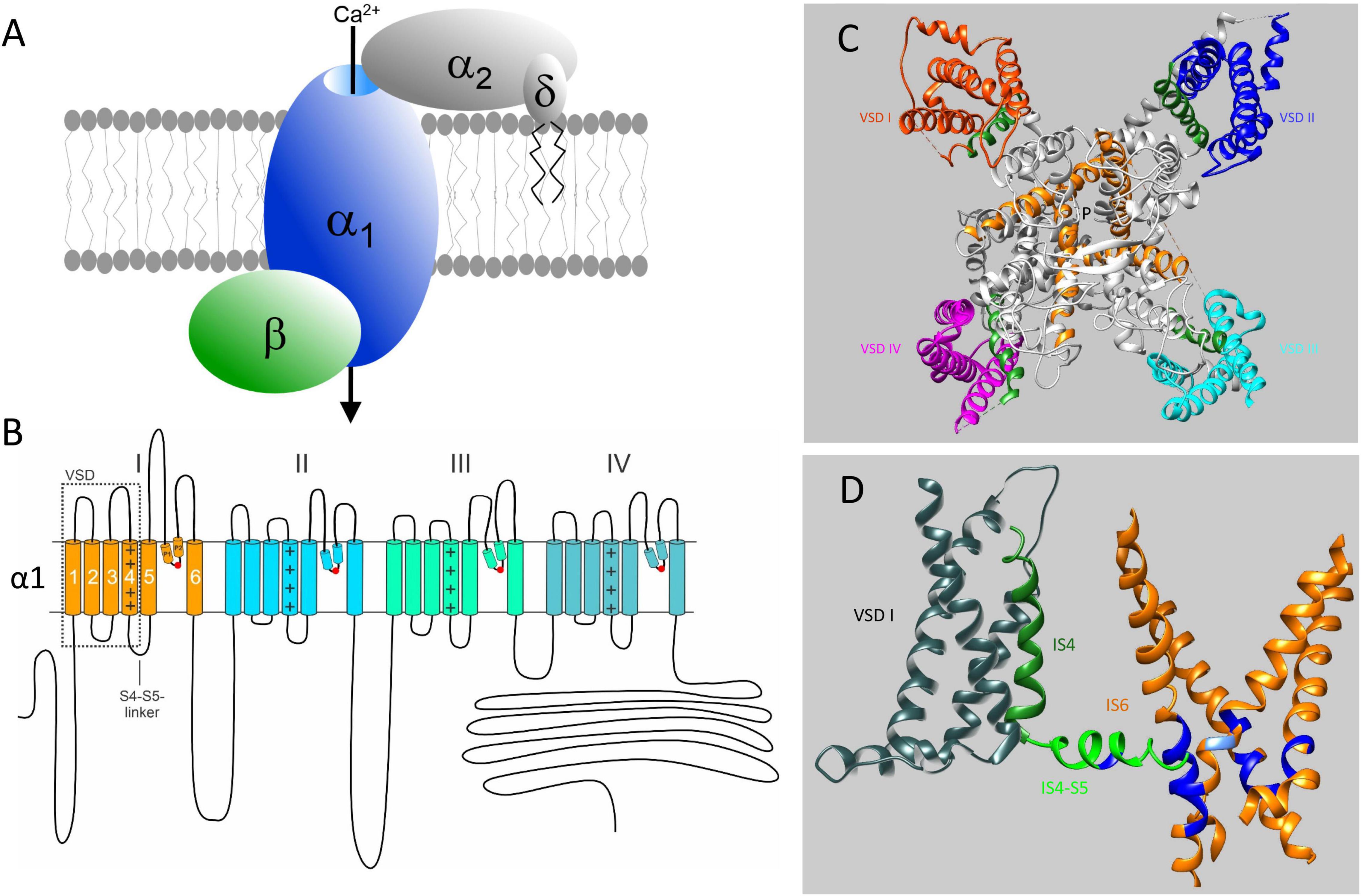 Frontiers Voltage Gated Ca2 Channel A1 Subunit De Novo Missense Mutations Gain Or Loss Of Function Implications For Potential Therapies Frontiers In Synaptic Neuroscience